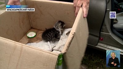 Какие «шишки» набивают питомцы на даче