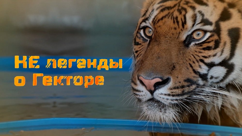 Дорога домой: спасенный тигр Гектор отправился в тайгу после трех лет реабилитации