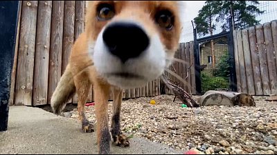 Животные в Челябинском зоопарке не боятся похолодания