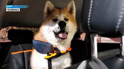 В России могут ужесточить правила перевозки животных