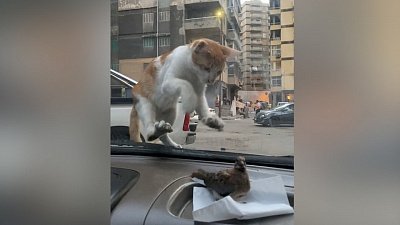 Мех и смех: сильный голод, звездный пес и бесконтактная охота