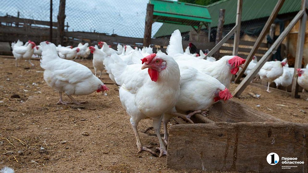 Россельхознадзор рекомендовал челябинцам избегать контакта с дикими животными и птицами