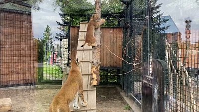 В Челябинском зоопарке рысенок Аврора учится охотиться