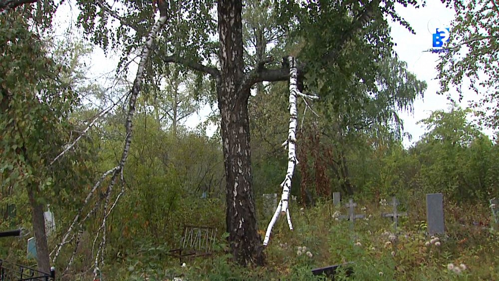 На южном кладбище проводят опиловку деревьев