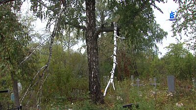 На южном кладбище проводят опиловку деревьев