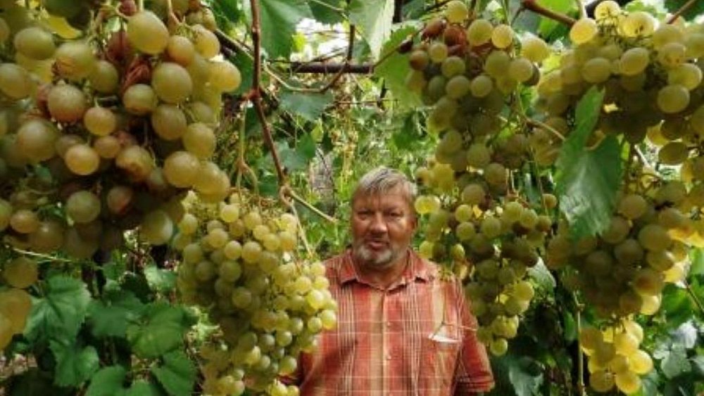 В Челябинской области проведут фестиваль винограда