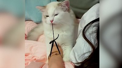 Мех и смех: очень странные события, плохой браслет и псевдокусание