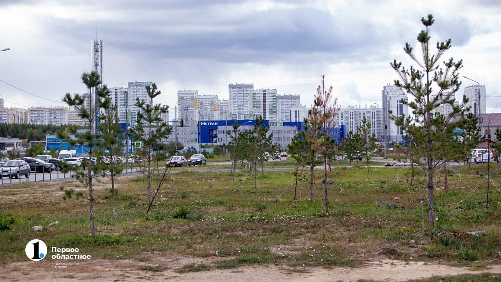 В Челябинске до 15 октября заменят более 600 неприжившихся деревьев