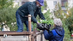 В Челябинске до 15 октября заменят более 600 неприжившихся деревьев