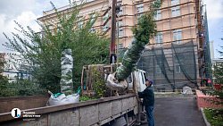 В Челябинске до 15 октября заменят более 600 неприжившихся деревьев