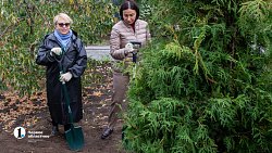 В Челябинске до 15 октября заменят более 600 неприжившихся деревьев