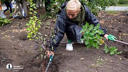 В Челябинске до 15 октября заменят более 600 неприжившихся деревьев