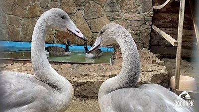 В Челябинском зоопарке появились лебеди-кликуны