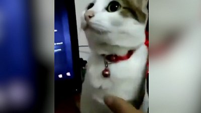 Мех и смех: зависший кот, внезапный снаряд и метатель резинок