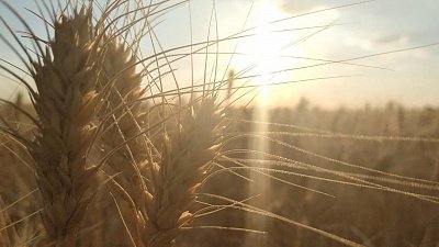 Фермеры Челябинской области не знают, куда деть свой рекордный урожай зерна