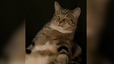 Мех и смех: скачущий кот, танцующая ящерица и пятничный вид