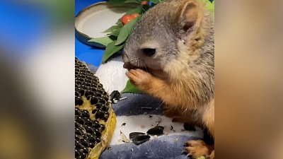 Челябинский зоопарк примет в дар подсолнухи