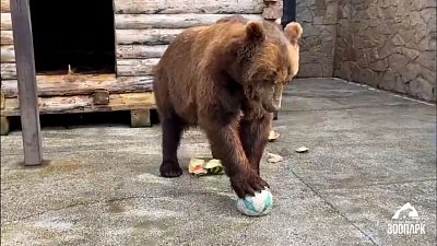В Челябинском зоопарке медведь Малыш показал как играть в футбол