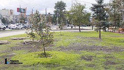 Алексей Текслер после осмотра сквера у ДС «Юность» распорядился усилить контроль за качеством саженцев