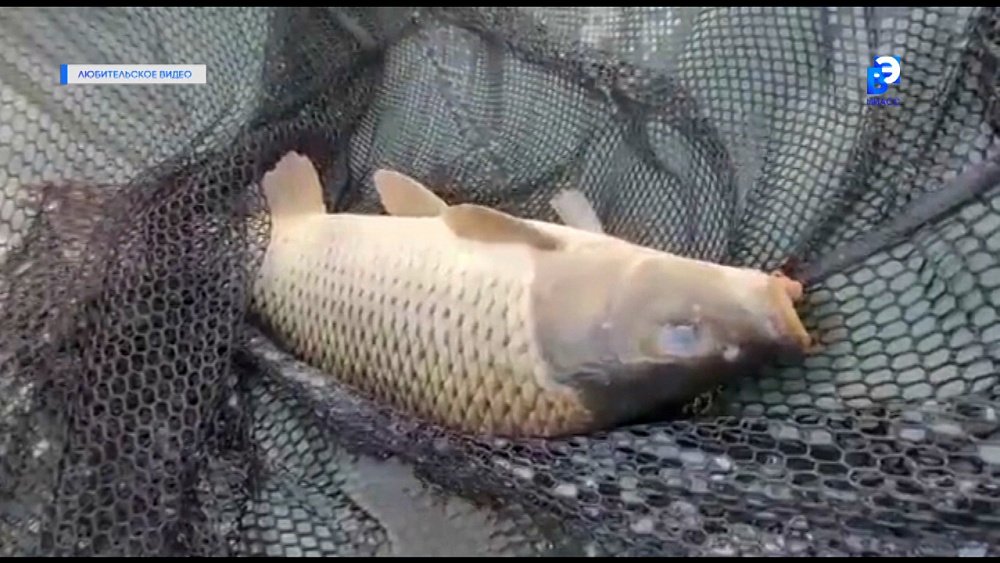 Карпфишинг собрал рыбаков со всей России