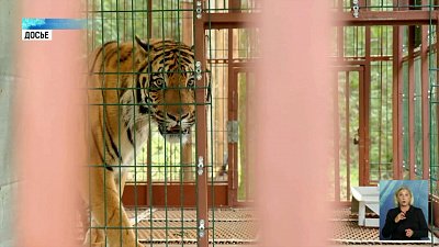 Карен Даллакян выступил на тигрином форуме