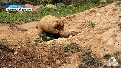 Сурки из зоопарка готовятся к спячке