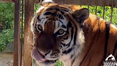 Утренних тигров показали в Челябинском зоопарке