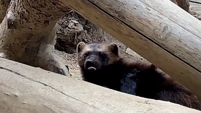 В Челябинском зоопарке росомаха Бира не любит понедельники