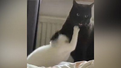 Мех и смех: экстренное умывание, шокированный кот и интересная игрушка