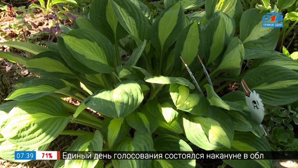 Яркие и разнообразные хосты в рубрике «Руки садовода»