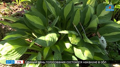 Яркие и разнообразные хосты в рубрике «Руки садовода»