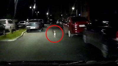 Видео с бегающим по центру Челябинска зайцем