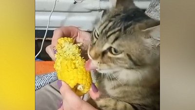 Мех и смех: непонятная ветчина, совиная юбочка и вкусная кукуруза