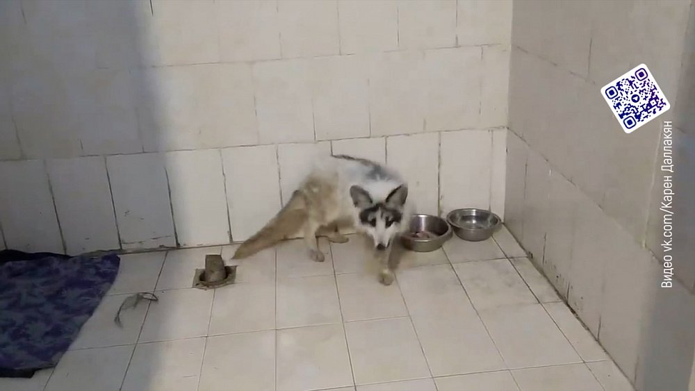 Лиса перепугала жителей деревни