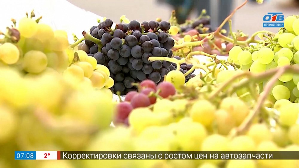 Какой виноград растёт на Урале в сюжете «Фестиваль винограда — 2022»