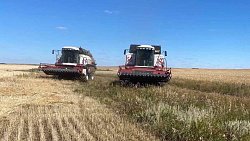 Ждать ли снижения цен на хлеб по итогам уборочной кампании на Южном Урале