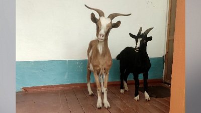 В Копейске козы пришли в следственный комитет