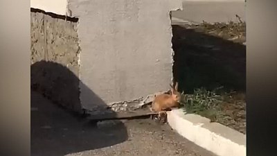 На улицах Магнитогорска заметили кролика