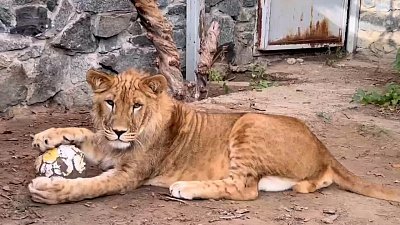 В Челябинском зоопарке лев дает уроки по ленивому футболу