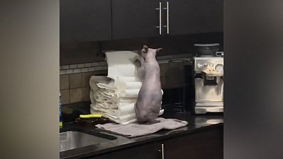 Мех и смех: крутящаяся уточка, немая драка и уничтожитель бумаги