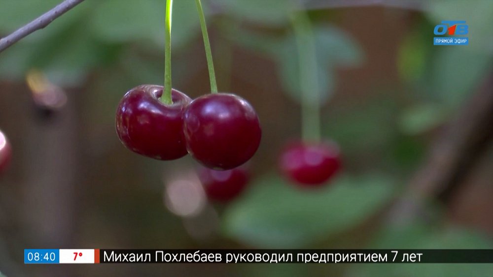 Сладкая, крупная, урожайная вишня — всем на зависть в рубрике «Руки садовода»