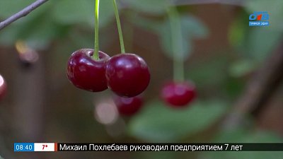 Сладкая, крупная, урожайная вишня — всем на зависть в рубрике «Руки садовода»