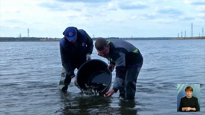 В Шершни выпустили 35 тысяч мальков сазана
