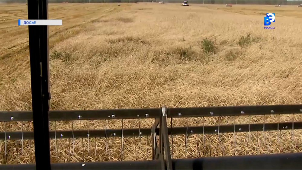 Почему 2023 год может принести дефицит зерна