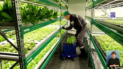 В ресторане Миасса выращивают микрозелень