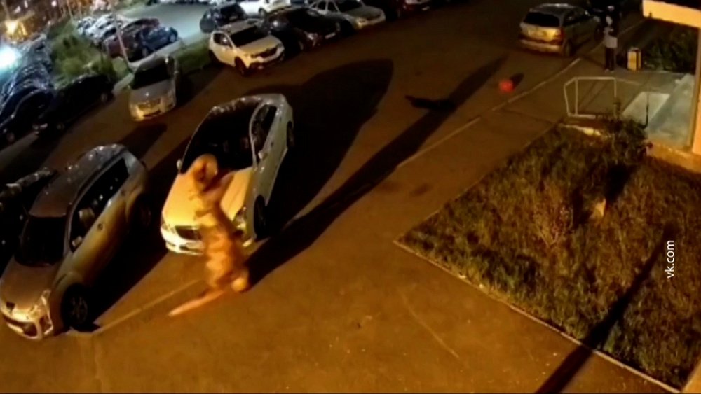 Челябинцы засняли динозавра