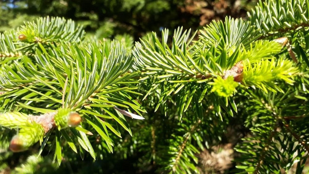 Убить микробы в квартире можно пихтовым маслом