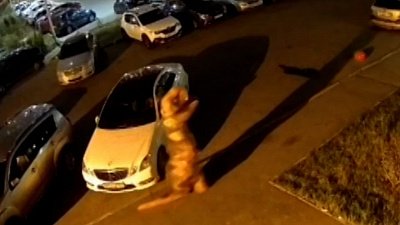 В Челябинске гуляющий динозавр попал в объектив камеры