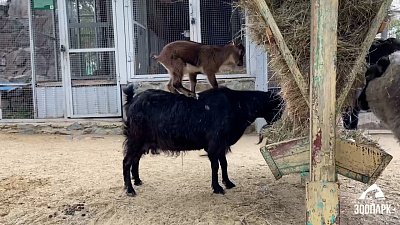 В Челябинске обитатели детского контактного зоопарка наслаждаются теплой погодой