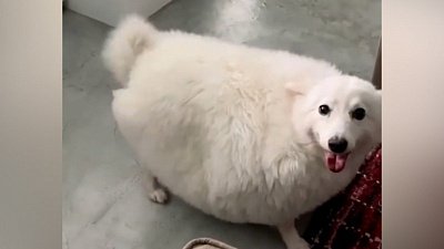 Мех и смех: моментальное преображение, неудачный прыжок и генеральная уборка